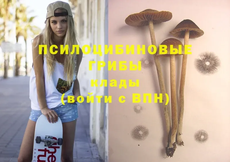 купить  сайты  Апрелевка  omg tor  Псилоцибиновые грибы Psilocybine cubensis 